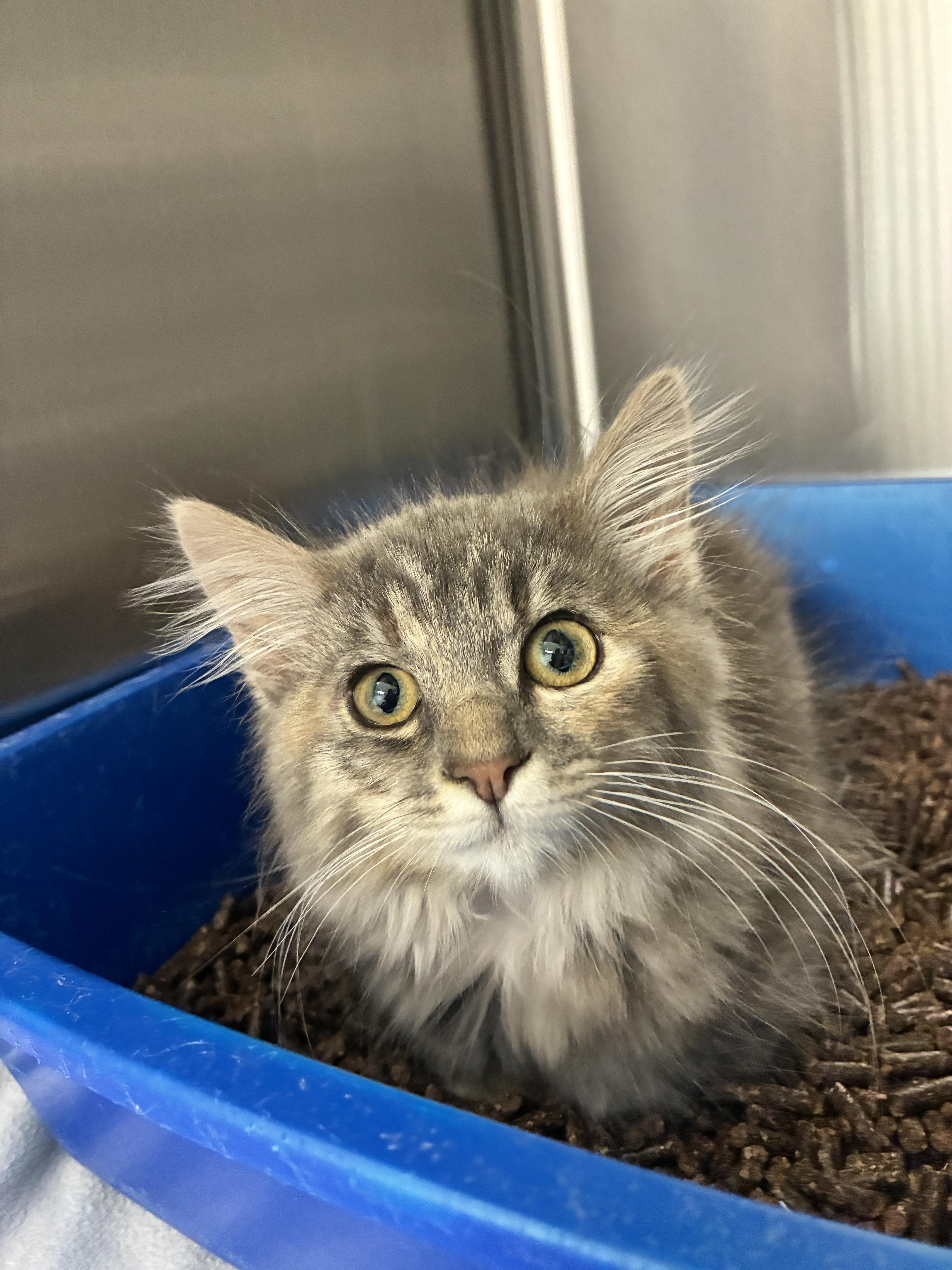 A baby small-sized female Domestic Long Hair cat named Grayson for adoption in Chico, CA