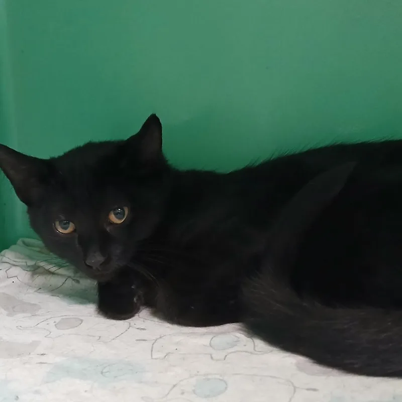 A baby small-sized male Domestic Short Hair cat named Jett Plane for adoption in Utica, MI