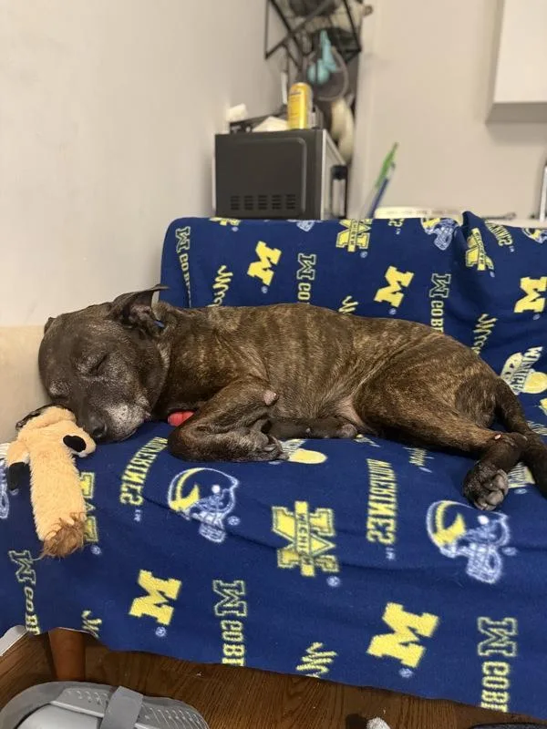 A senior large-sized male Mixed Breed dog named Loki for adoption in New York, NY
