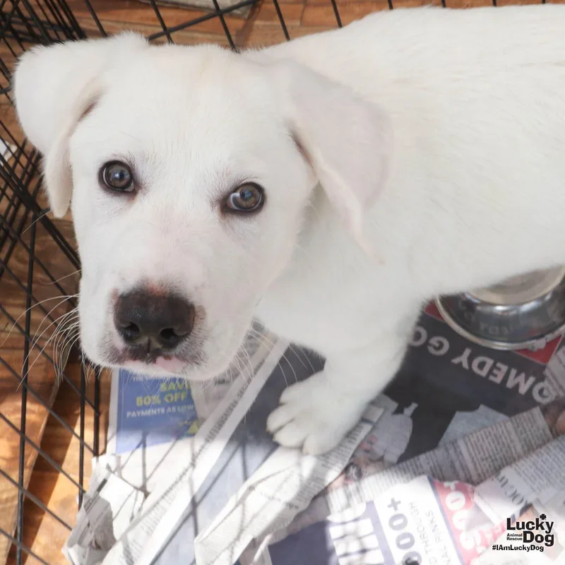 A baby large-sized male Retriever dog named Banjo for adoption in Washington, DC