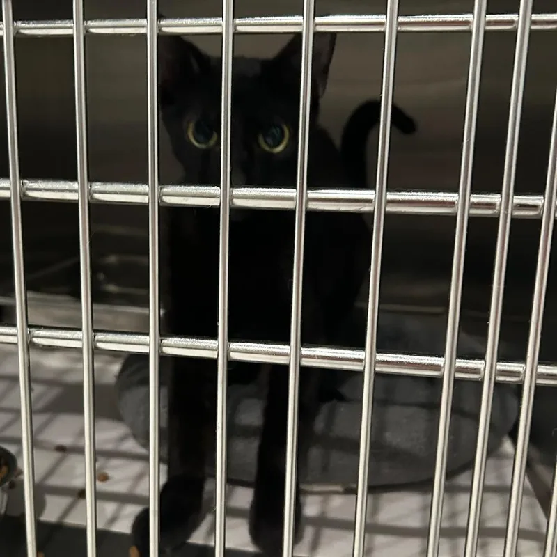 A young small-sized female Domestic Short Hair cat named Edna for adoption in Carlyle, IL