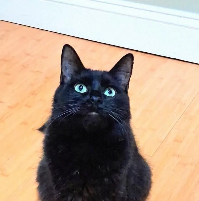 A young medium-sized female Black Domestic Long Hair cat named Ruby for adoption in Charleston, SC