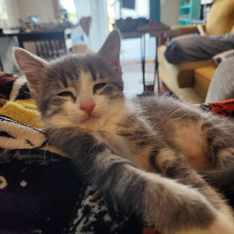 A baby medium-sized female Tabby (Gray / Blue / Silver) Domestic Short Hair cat named Muffin for adoption in Omaha, NE
