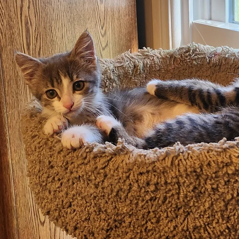 Muffin thumbnail 2