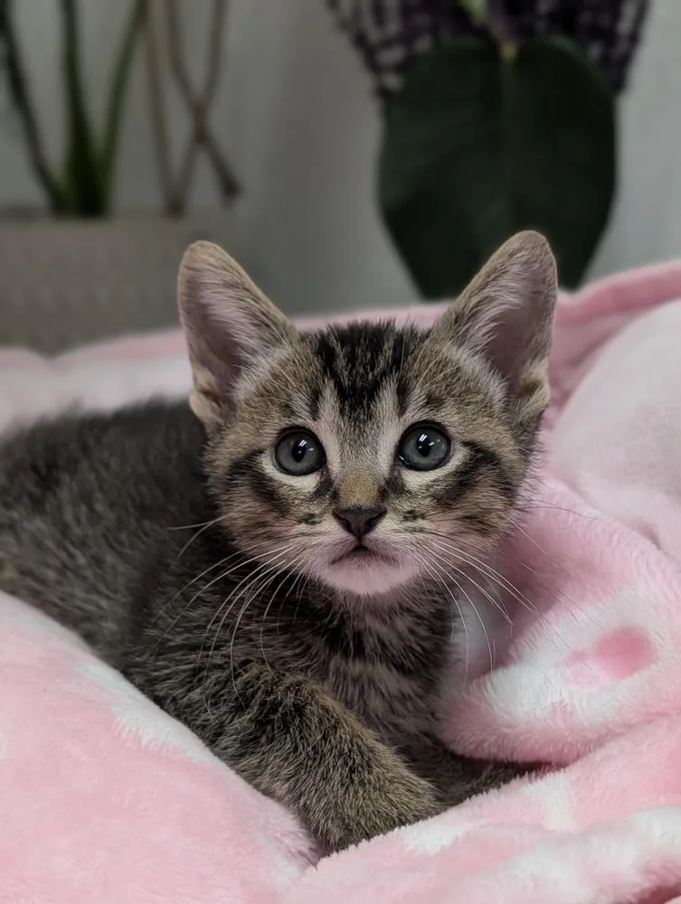 A baby small-sized male Brown / Chocolate Domestic Short Hair cat named Coco for adoption in Fremont, CA