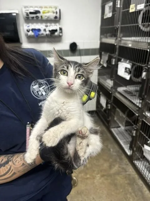 A baby medium-sized female Domestic Short Hair cat named Sparklet for adoption in Van Nuys, CA