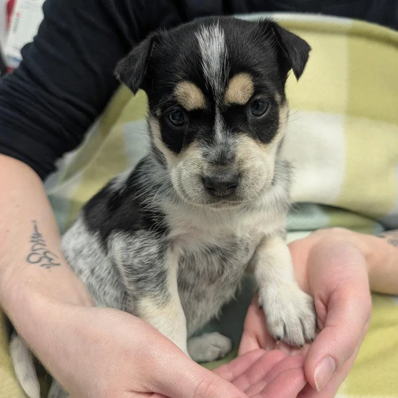 A baby small-sized female Chihuahua dog named Olive for adoption in Chico, CA