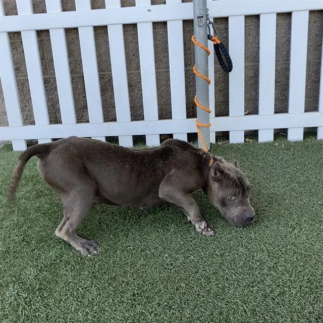 A young medium-sized female Pit Bull Terrier dog named Cali for adoption in Modesto, CA
