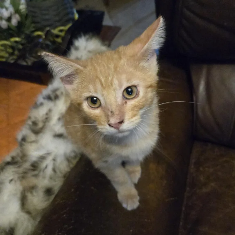 A baby small-sized male Orange / Red Domestic Short Hair cat named Phil Everly for adoption in Houston, TX