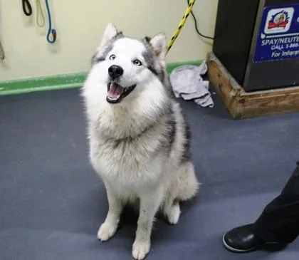 An adult large-sized male Siberian Husky dog named Diego for adoption in Picayune, MS