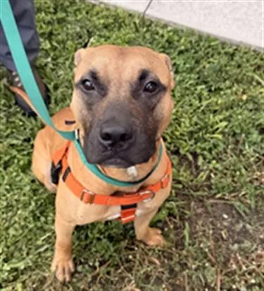 A young medium-sized male American Staffordshire Terrier dog named Nineteen for adoption in Fort Lauderdale, FL