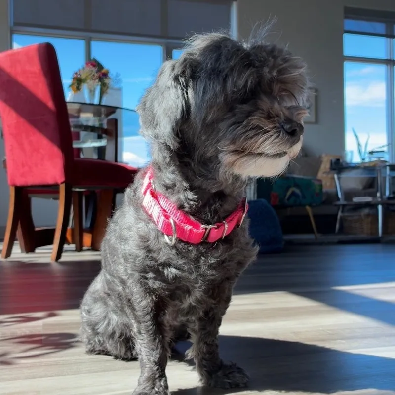A senior small-sized female Gray / Blue / Silver Shih Tzu dog named Princess Ditto for adoption in Baltimore, MD