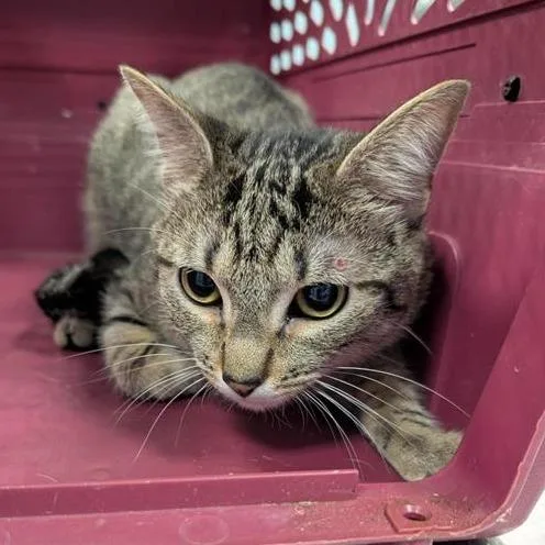 A young medium-sized male Black Domestic Short Hair cat named Melano for adoption in Greensboro, NC