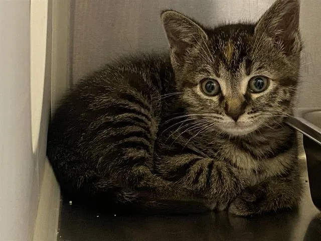 A baby small-sized female Domestic Short Hair cat named Cali for adoption in Tustin, CA