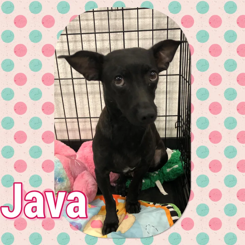 An adult small-sized female Chihuahua dog named Java for adoption in Tucson, AZ