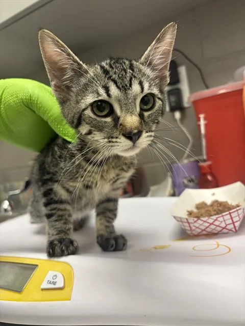 A baby small-sized female Domestic Short Hair cat named Link for adoption in Indianapolis, IN