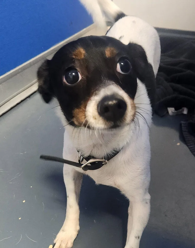 An adult small-sized female Parson Russell Terrier dog named Pepper for adoption in Oakland Park, FL
