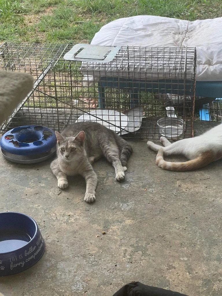 An adult medium-sized female Domestic Short Hair cat named Cricket for adoption in Cromwell, KY