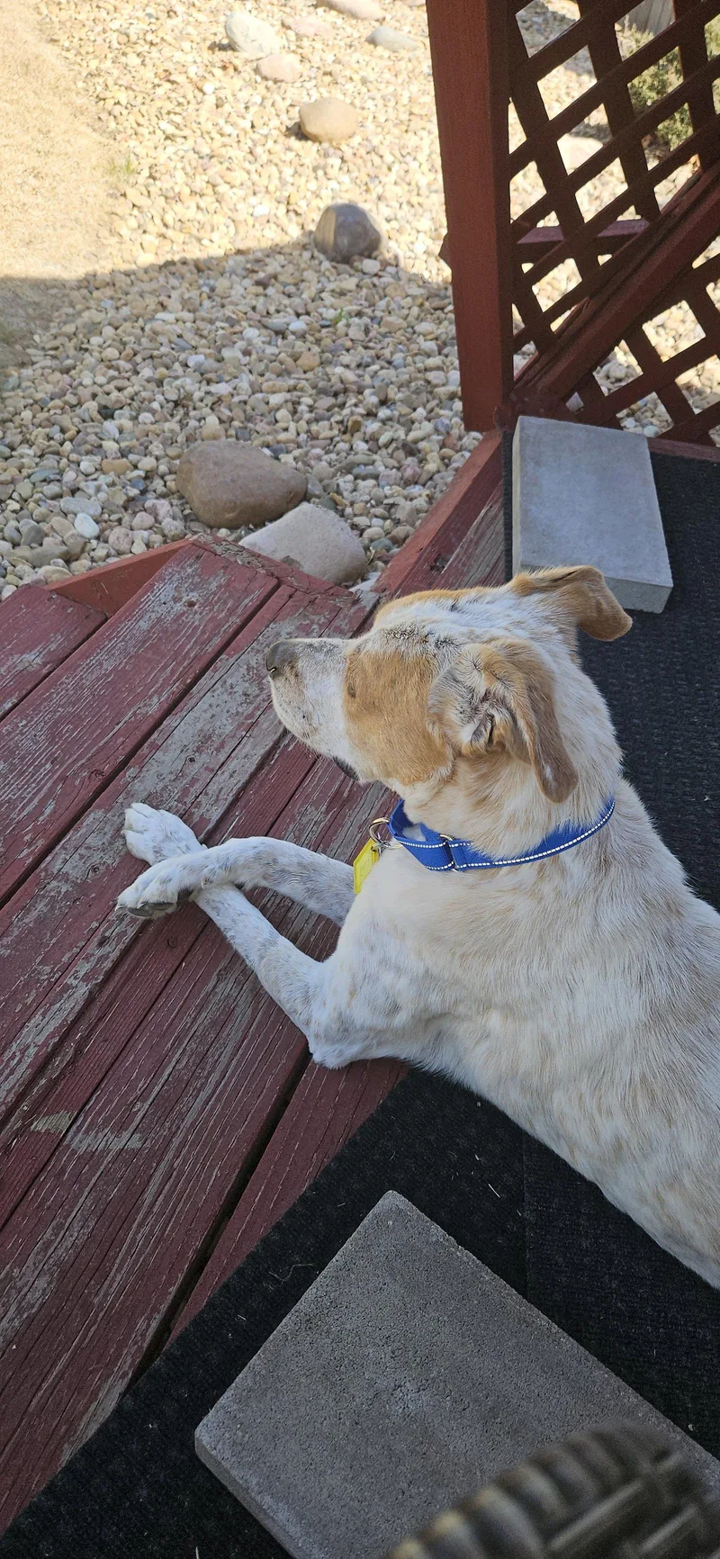 An adult medium-sized male German Shepherd Dog dog named Gucci for adoption in Aurora, CO