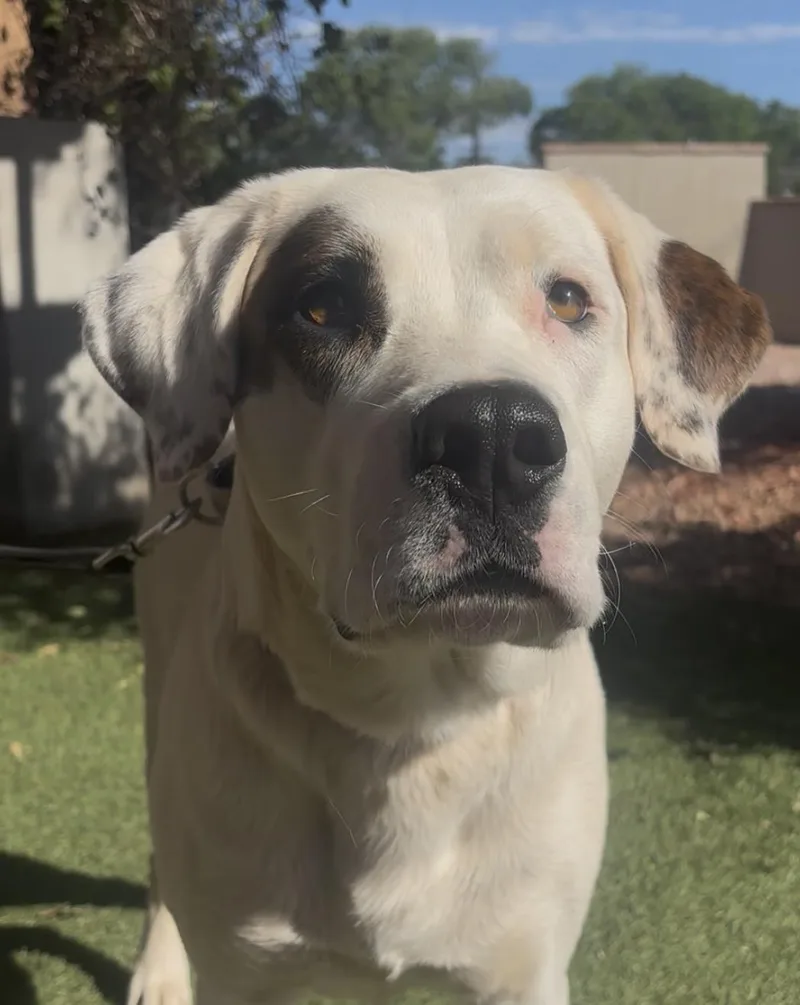 An adult large-sized female White / Cream German Shepherd Dog dog named Tundra for adoption in Payson, AZ