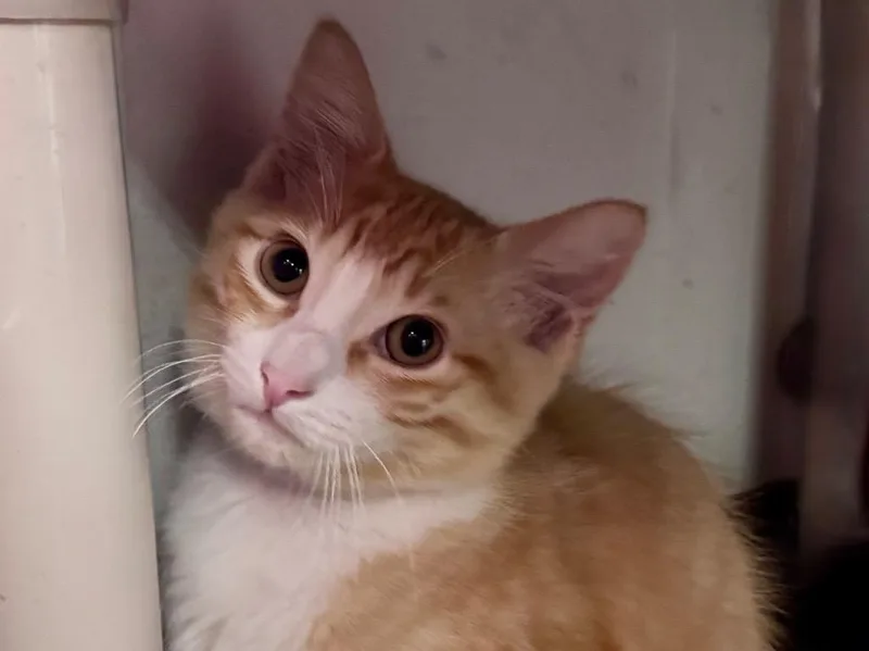 A baby small-sized male Domestic Short Hair cat named Cheeto for adoption in Powell, OH