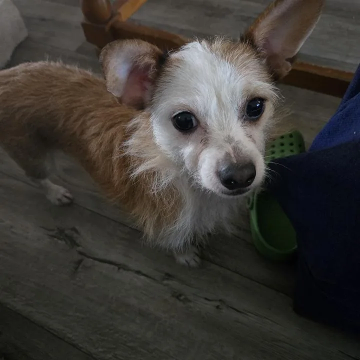 Princess Bee thumbnail 2