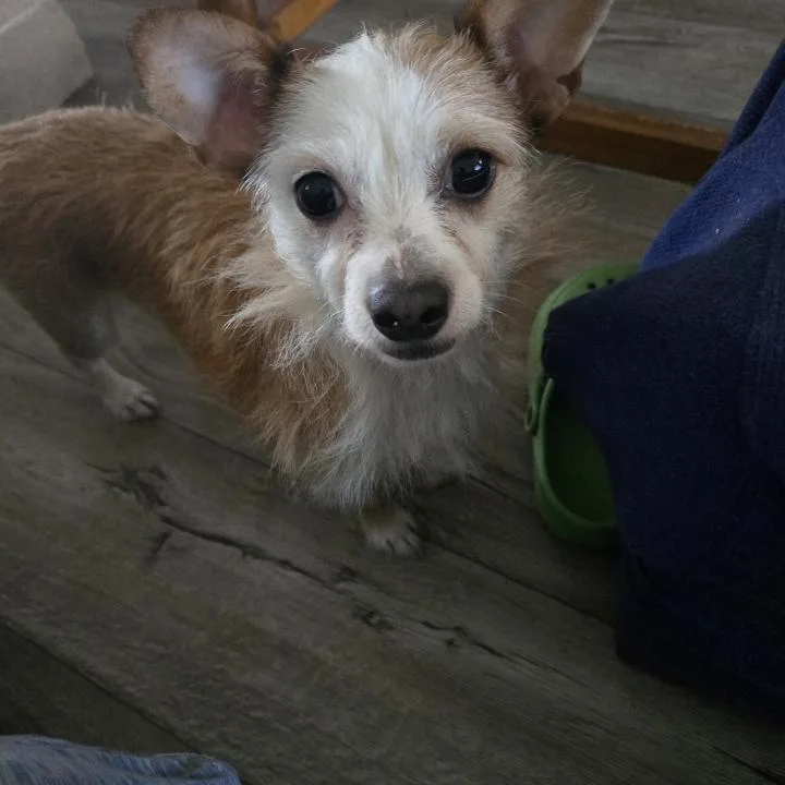 Princess Bee thumbnail 3