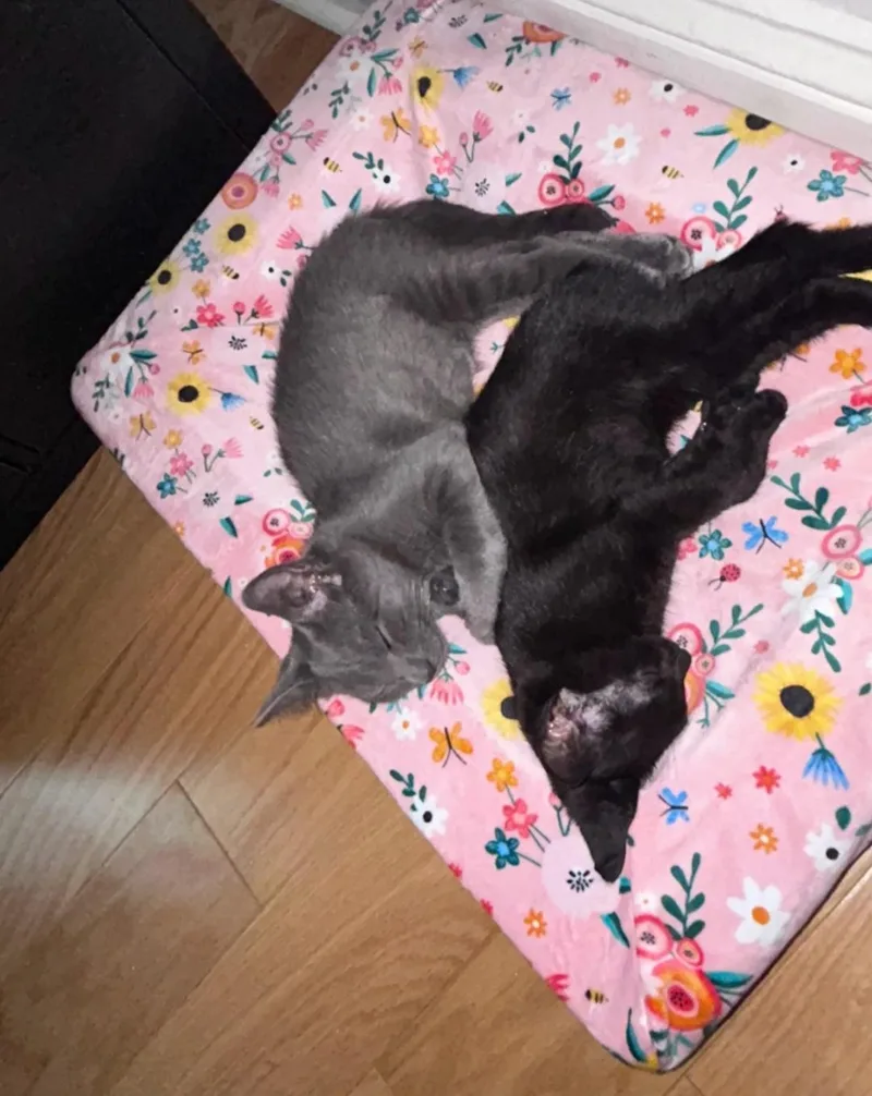 A baby small-sized male Gray & White Domestic Short Hair cat named Ruckus for adoption in Milltown, NJ