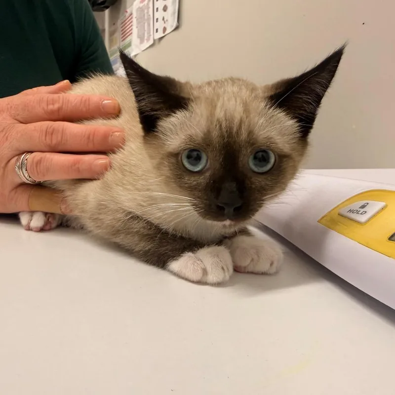 A baby small-sized male Cream / Ivory Domestic Short Hair cat named Isa for adoption in Chattanooga, TN