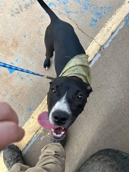 A young medium-sized female Black Pit Bull Terrier dog named Chaos for adoption in  Perry, OK
