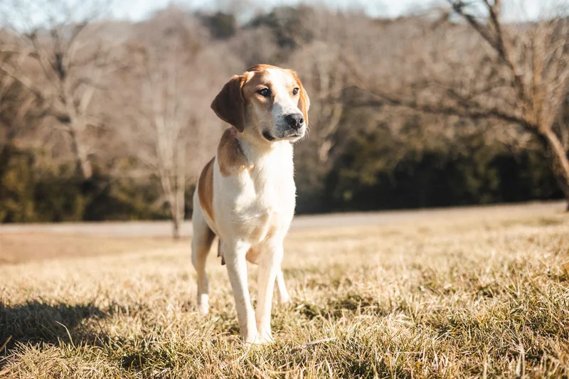 Margarettransport thumbnail 4