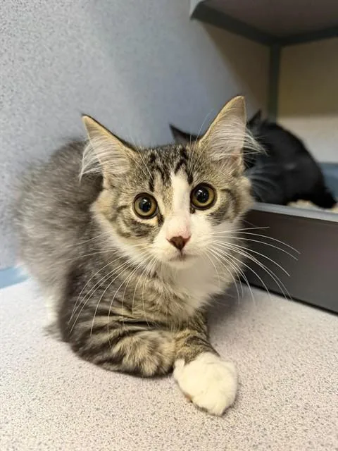 A baby small-sized female Domestic Medium Hair cat named Alexandra for adoption in Aliquippa, PA