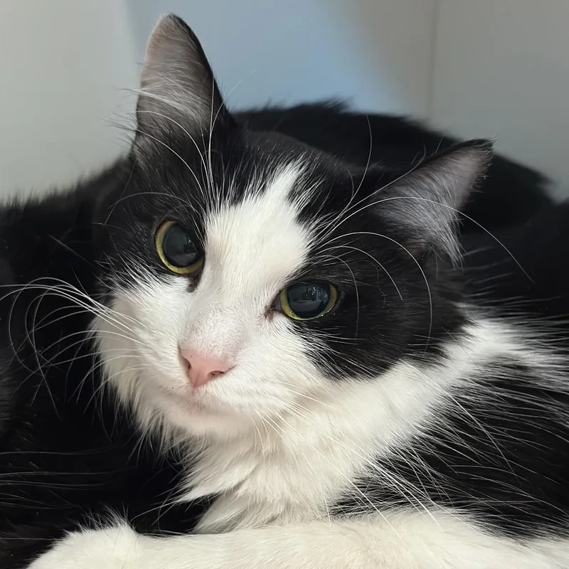 An adult medium-sized female Black Domestic Medium Hair cat named Luna for adoption in Matteson, IL