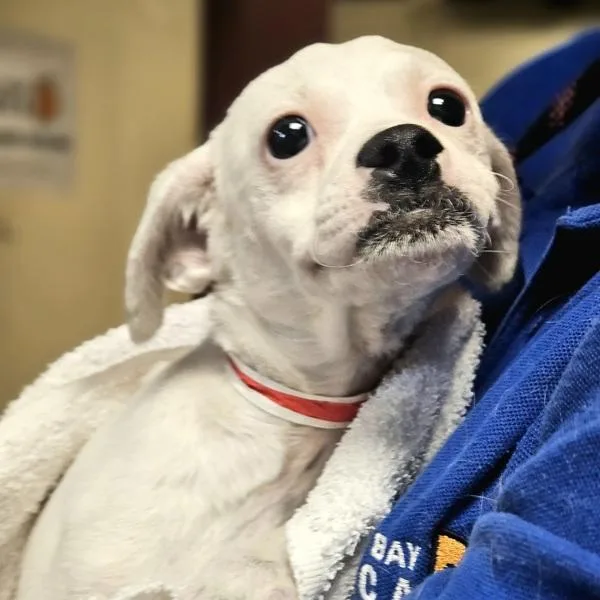 A baby small-sized female Chihuahua dog named Parmida for adoption in Dublin, CA