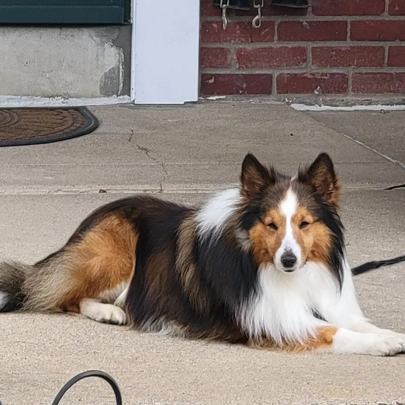 An adult medium-sized male Red / Chestnut / Orange Shetland Sheepdog / Sheltie dog named Firethorn for adoption in Sinking Spring, PA
