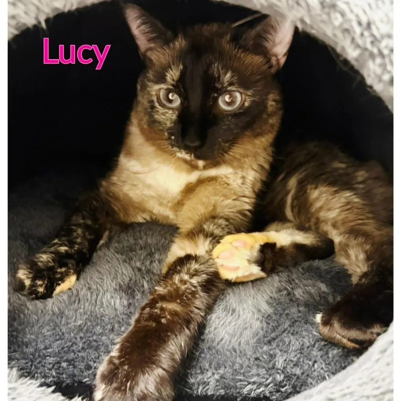 Lucy