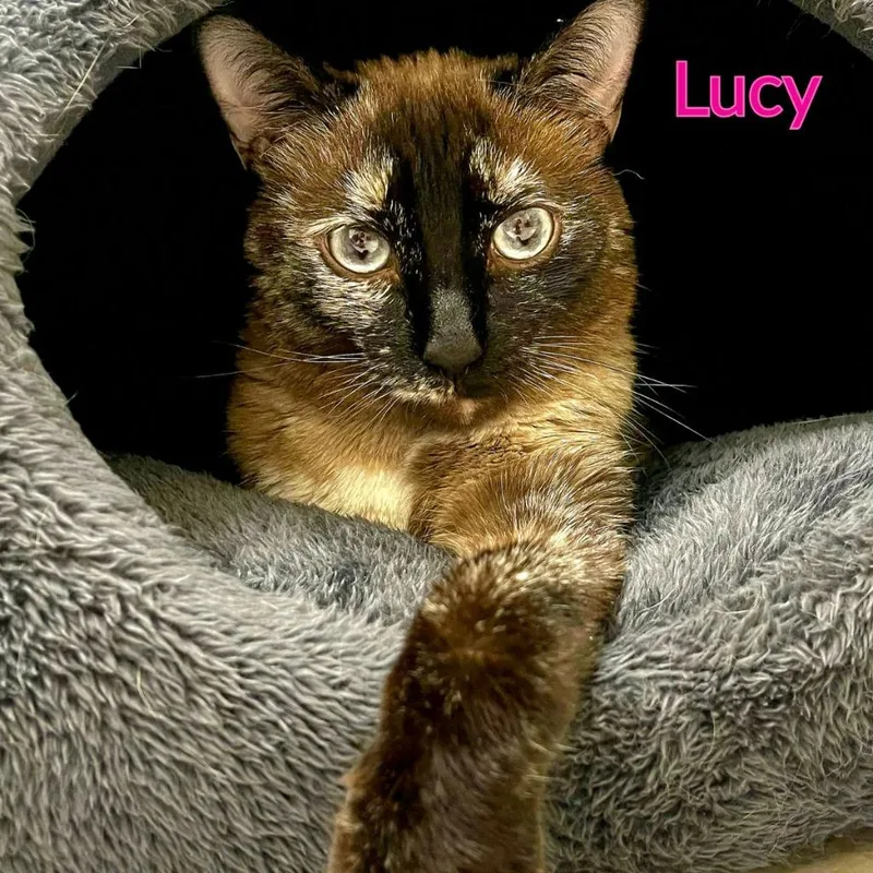 Lucy thumbnail 2