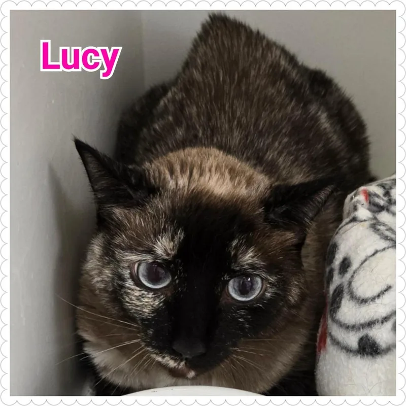 Lucy thumbnail 3