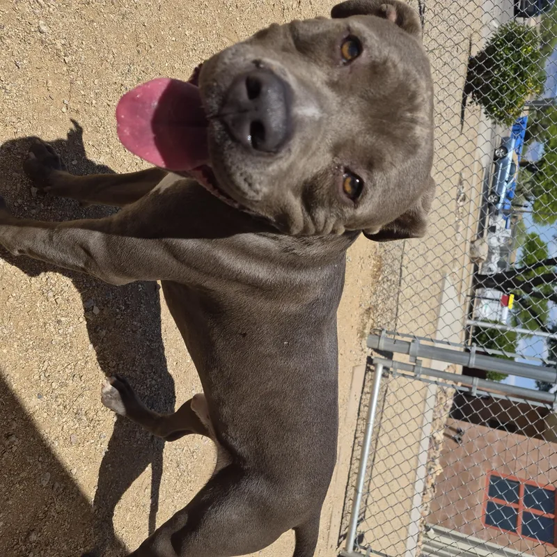 A young large-sized male Gray / Blue / Silver Pit Bull Terrier dog named Little Bit for adoption in Sierra Vista, AZ