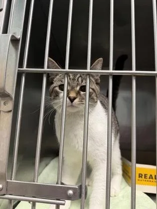 A young medium-sized male Domestic Short Hair cat named Mayonnaise for adoption in Fishers, IN