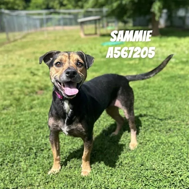 An adult medium-sized female Rat Terrier dog named Sammie for adoption in Huntsville, AL