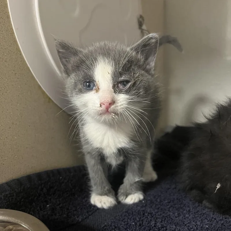A baby small-sized male Gray / Blue / Silver Domestic Medium Hair cat named Pawbert for adoption in Yuma, AZ