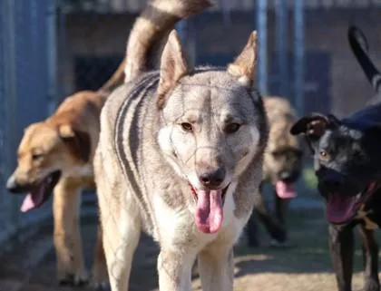 An adult large-sized male Shepherd dog named Nanook for adoption in Irving, TX