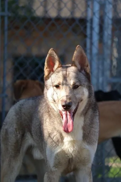 Nanook thumbnail 2