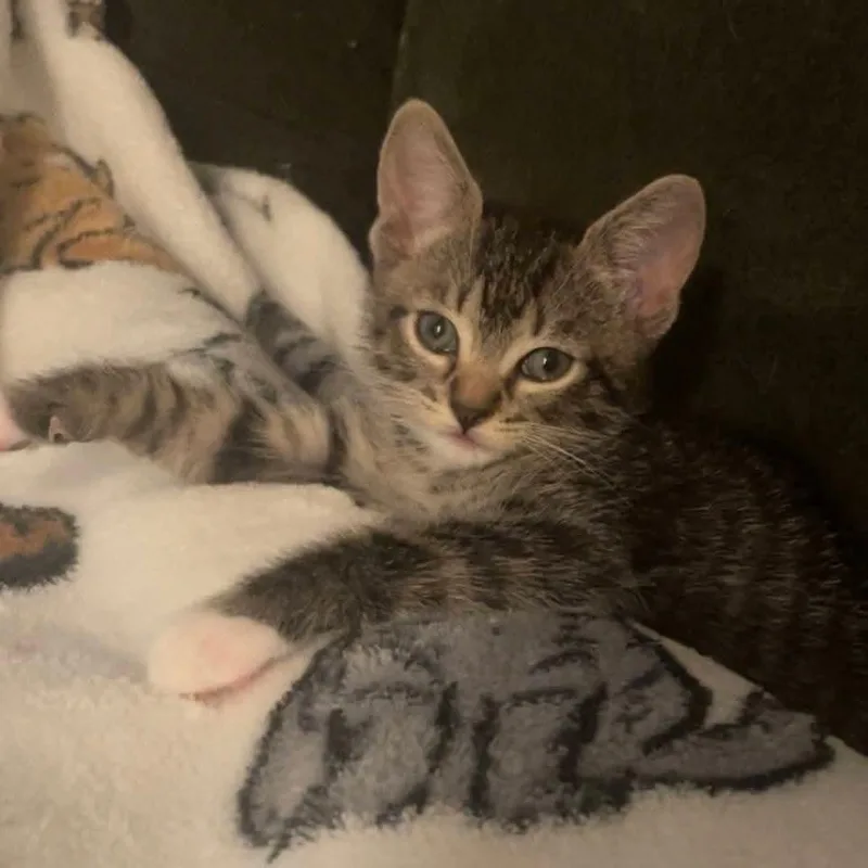 A baby medium-sized female White Domestic Short Hair cat named Clover for adoption in Buford, GA