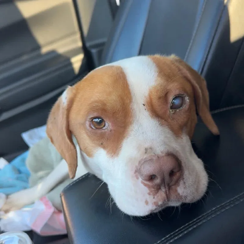 An adult medium-sized male Red / Chestnut / Orange Mixed Breed dog named Carl for adoption in Hamilton, GA