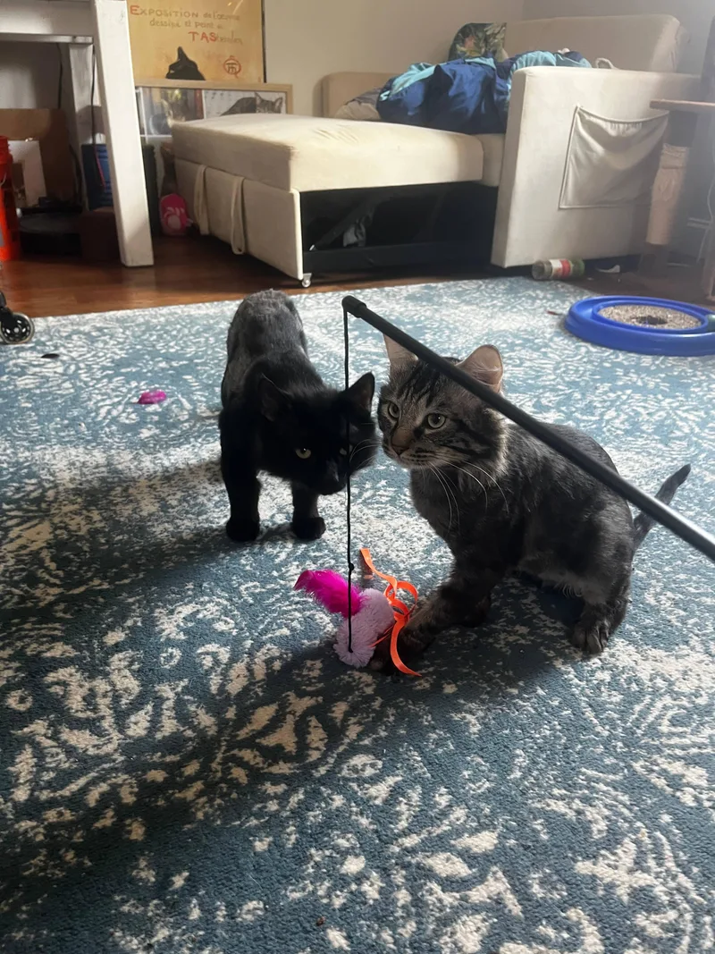 An adult medium-sized male Domestic Medium Hair cat named Atlas and Titan for adoption in Melrose, MA
