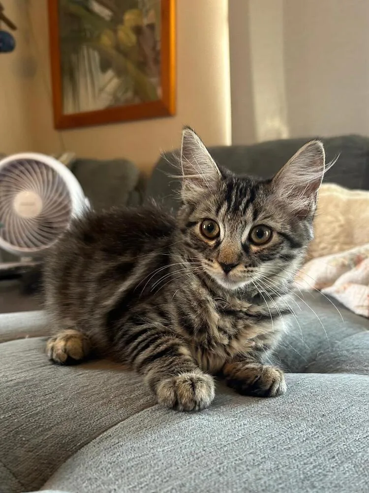 A baby medium-sized female Blue Point Domestic Short Hair cat named Denver for adoption in Oceanside, CA
