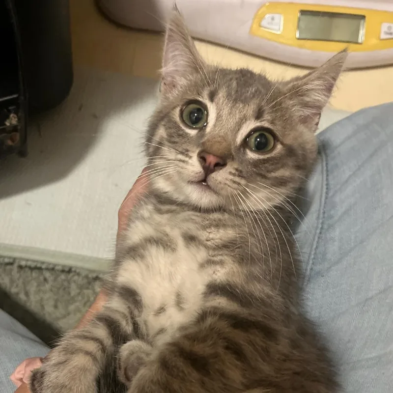 A baby small-sized male Gray / Blue / Silver Domestic Short Hair cat named Lex for adoption in Ringtown, PA
