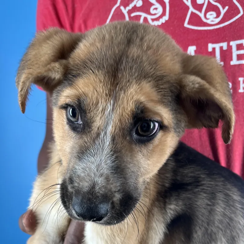 Lilo  Local April thumbnail 4